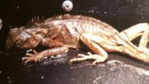 si-ott-monitor-lizard220