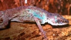 si-ott-dead-lizard220