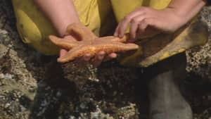 hi-bc-120715-ocean-acidification-starfish-4col