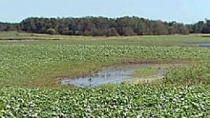 ii-field-cp-cbc-001