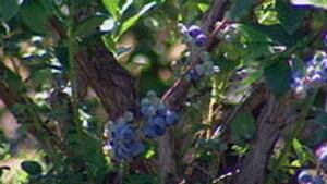 pe-mi-blueberries