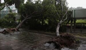 mi-typhoon-tree-cp-rtr358v2