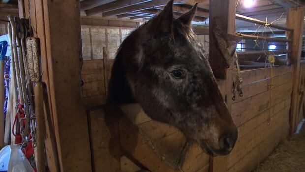 hi-horse-fundraiser-852