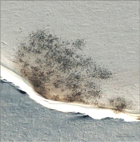 fi-460-emperor-colony-halley-bay---credit-digitalglobe