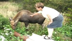 ii-moose-pic-20121003