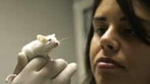 si-lab-rat-220-cp-4455038