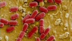 nb-e-coli-220