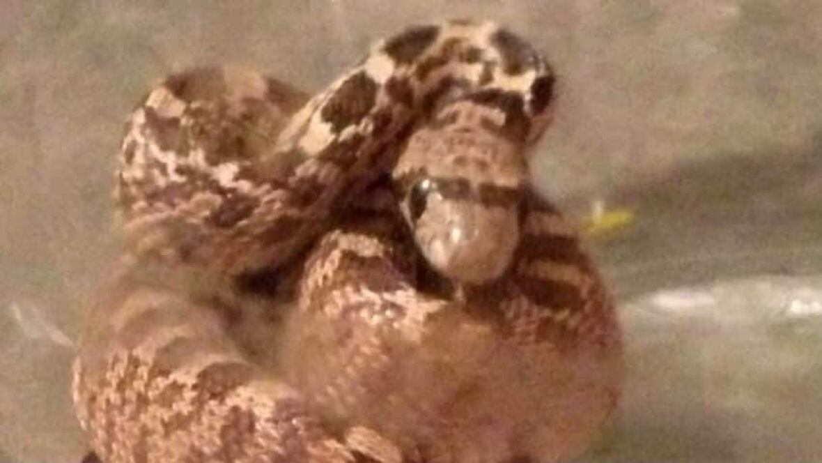 Kamloops family gets snake scare British Columbia CBC News