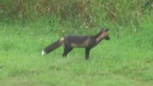 pe-hi-fox-cbc-3col