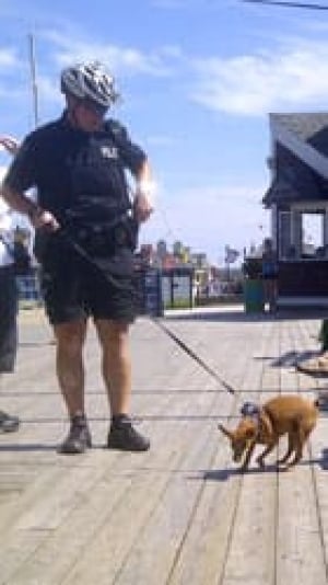 mi-hot-dog-rescue-halifax-w