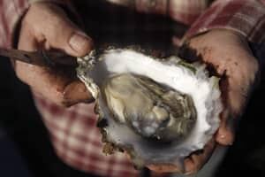 si-oyster