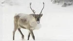 mi-nwt-caribou100201