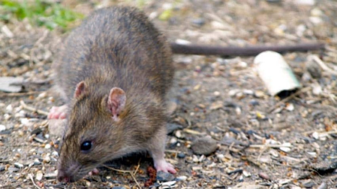 warm weather spurs rat population boom british columbia warm weather spurs rat population boom british columbia