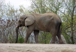 Toronto Zoo Elephants 20130705