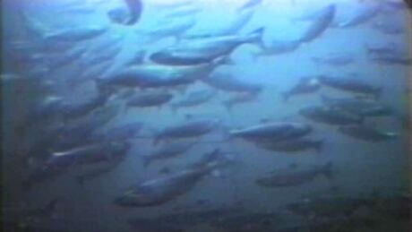 hi-nl-salmon-escape-hermitage-bay-20130925