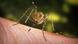 Culex tarsalis mosquito