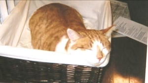 Gus the cat