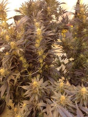 pic-300-medical-marijuana-p