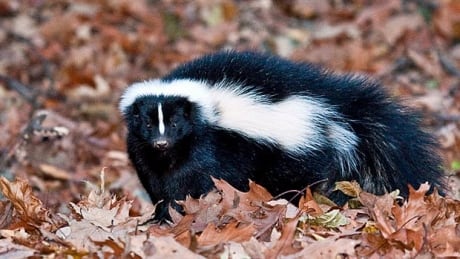 wdr-620-skunk