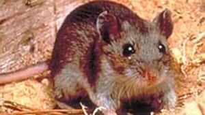 mi-deer-mouse2-cdc