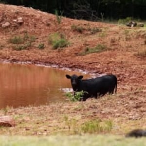 ii-livestock-drought-cp-030