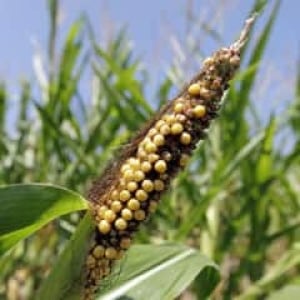 ii-droughtcorn-cp-03041697