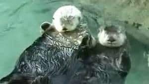hi-bc-110819-milo-nyac-sea-otters-4col