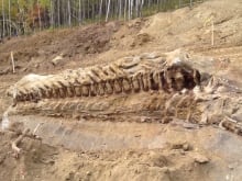 Spirit River dinosaur fossil