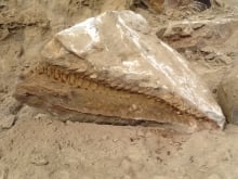 Spirit River dinosaur fossil close up