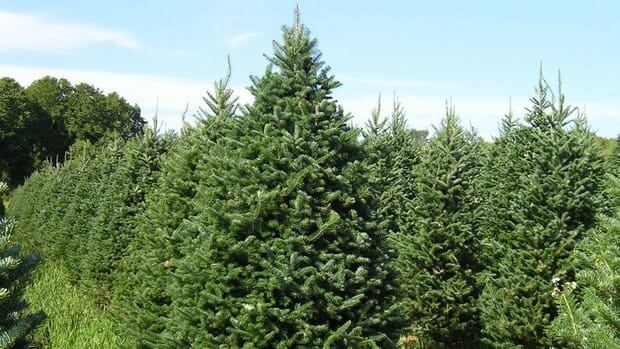 competition fierce in n s christmas tree market nova competition fierce in n s christmas tree market nova