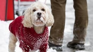 hi-toronto-snow-doggie-852-4col