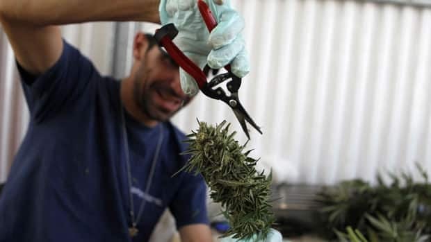 A worker trims a cannabis plant at the Tikun Olam plantation in Israel, where the company is growing medicinal marijuana with a fraction of the active ingredient THC that gets people stoned.