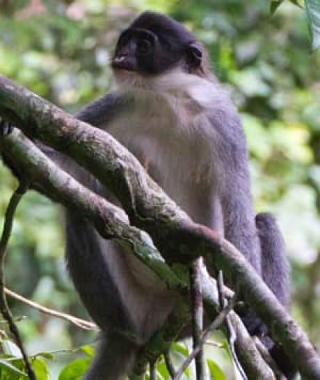 in-300-grizzled-langur-1_er