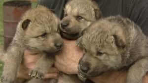 si-wolve-pups-300
