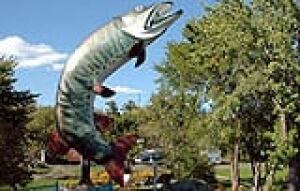 si-husky-the-muskie