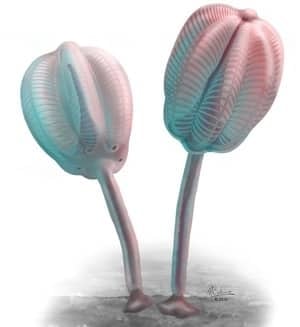 in-300-sea-creature-fig-2-r