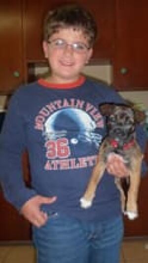 wdr-220-boy-jackrussel-pup