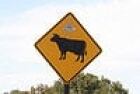 thumb-cattle