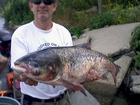 wdr-620-asian-carp-ap90729431-credit-illinois-department-of-natural-resources
