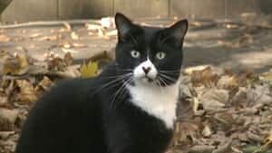 ns-cats-4col