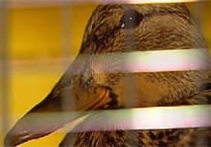 edm-ducks2