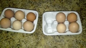 mi-chicken-eggs-300