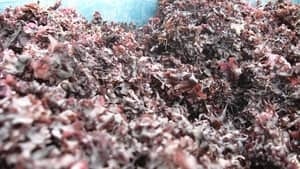 pe-hi-irish-moss-4col