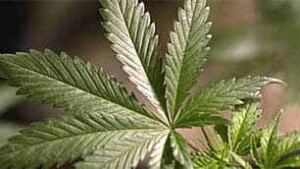 bc-090520-marijuana