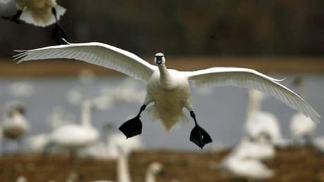 wdr-620-tundra-swan
