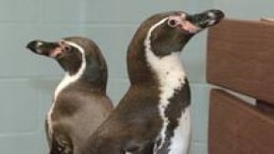 si-cgy-penguins2