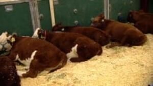 beef_220x124_1