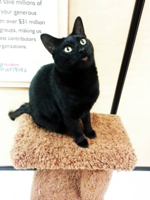SCAT cat named Gordo