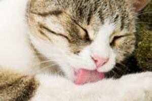 si-cat-lick-220