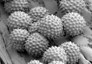si-ragweed-pollen-300